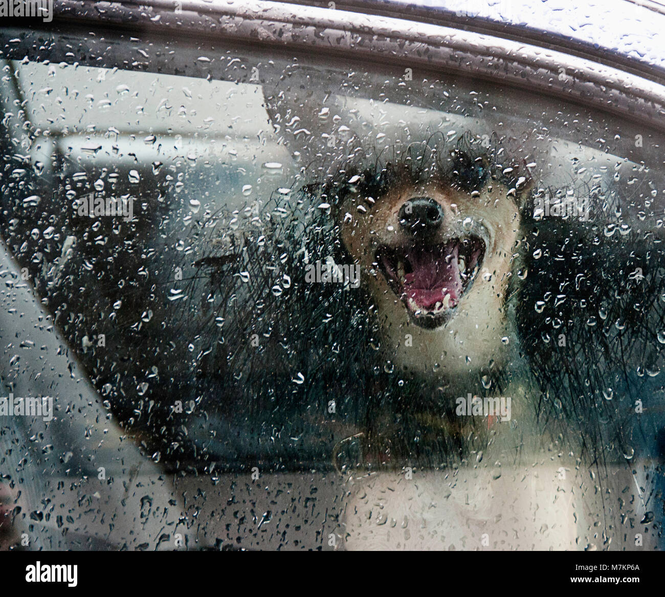 Ein Chihuahua mix Hund im Auto Stockfoto