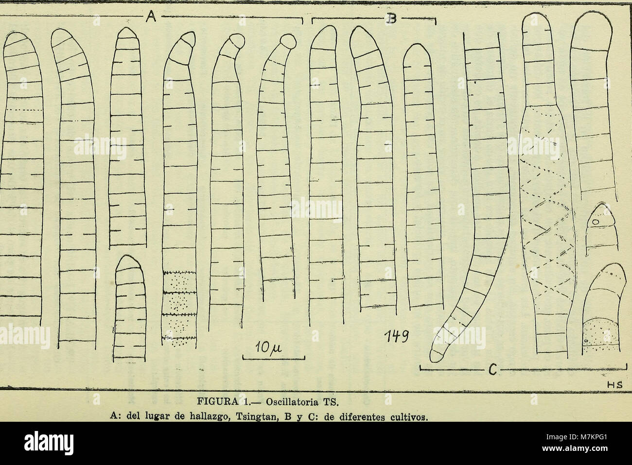 Boletin de la Sociedad de Biología de Concepción (1949) (20361332726) Stockfoto
