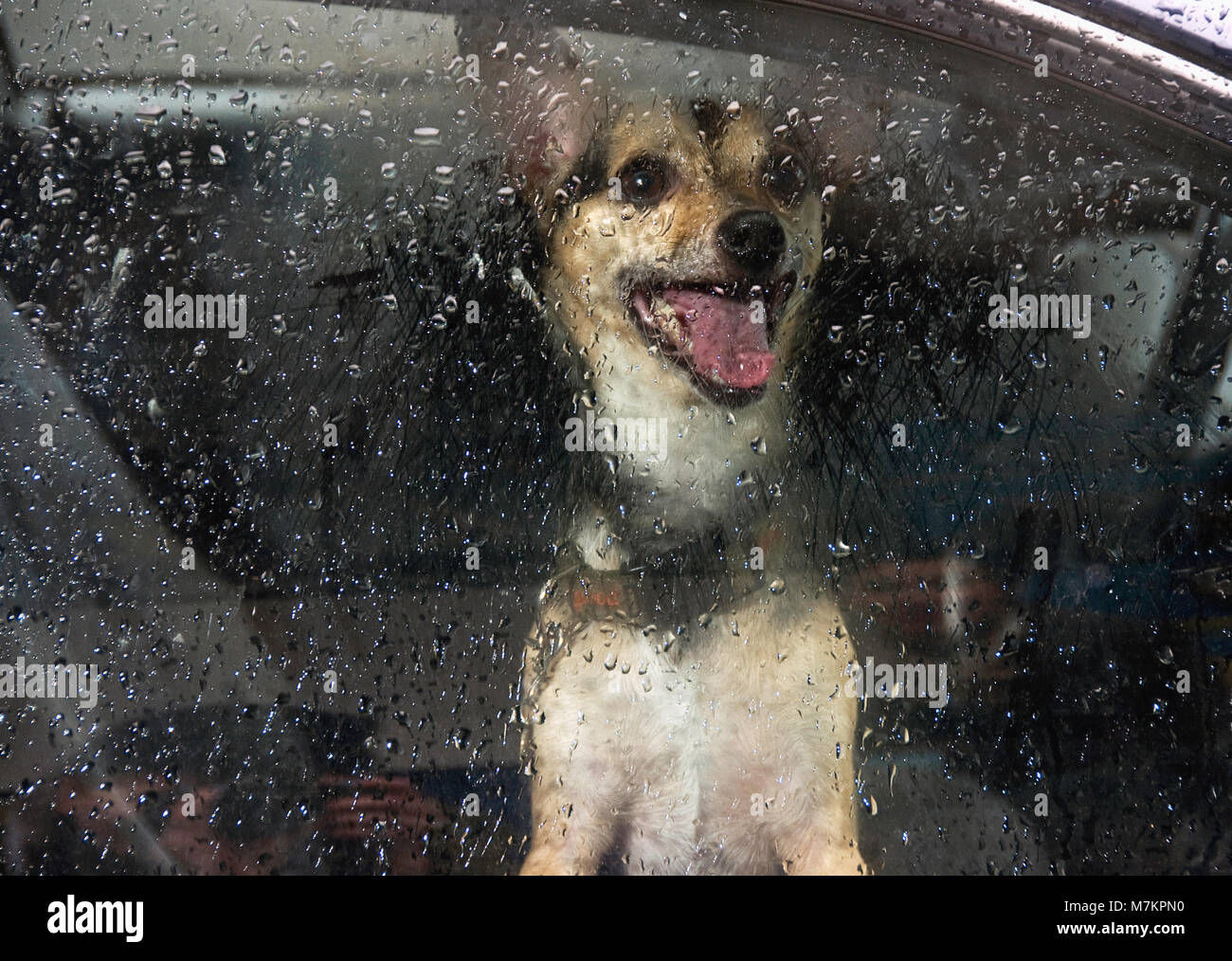 Ein glückliches Chihuahua mix Hund im Auto. Stockfoto