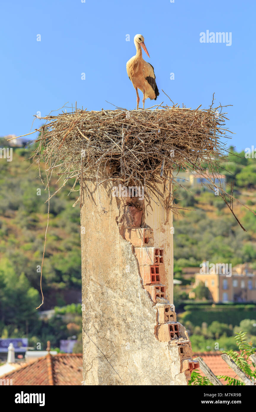 Storch in einem Nest auf einer alten Mauer Stockfoto