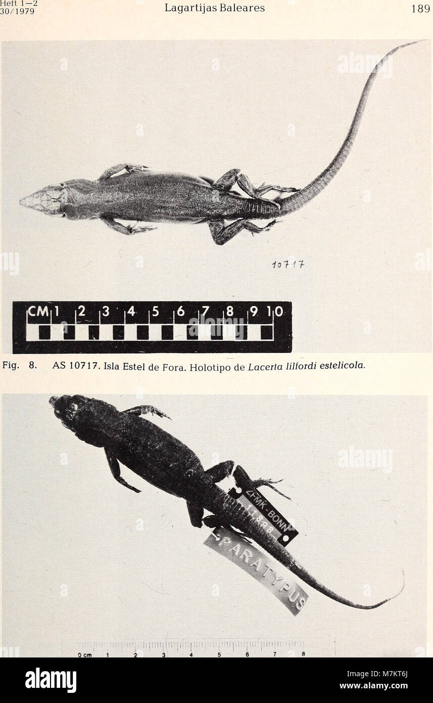 Bonner zoologische Beiträge - Herausgeber - Zoologisches Forschungsinstitut und Museum Alexander Koenig, Bonn (1978) (20393219145) Stockfoto