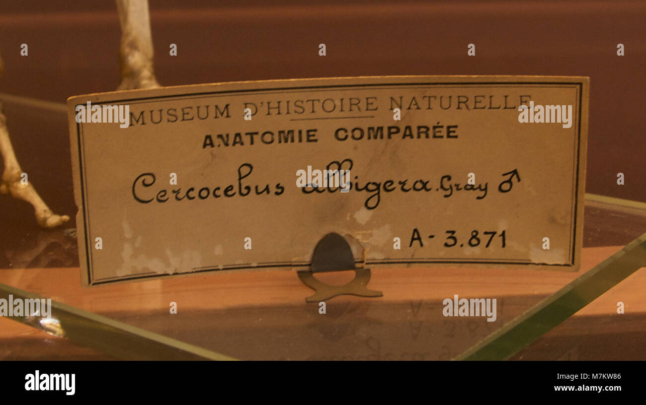 Eine markierte Darstellung eines männlichen Schädels, der zum Weißwangenmangabey (Lophocebus albigena) gehört, zeigt Schädelstruktur und Morphologie für wissenschaftliche und anatomische Untersuchungen. Stockfoto