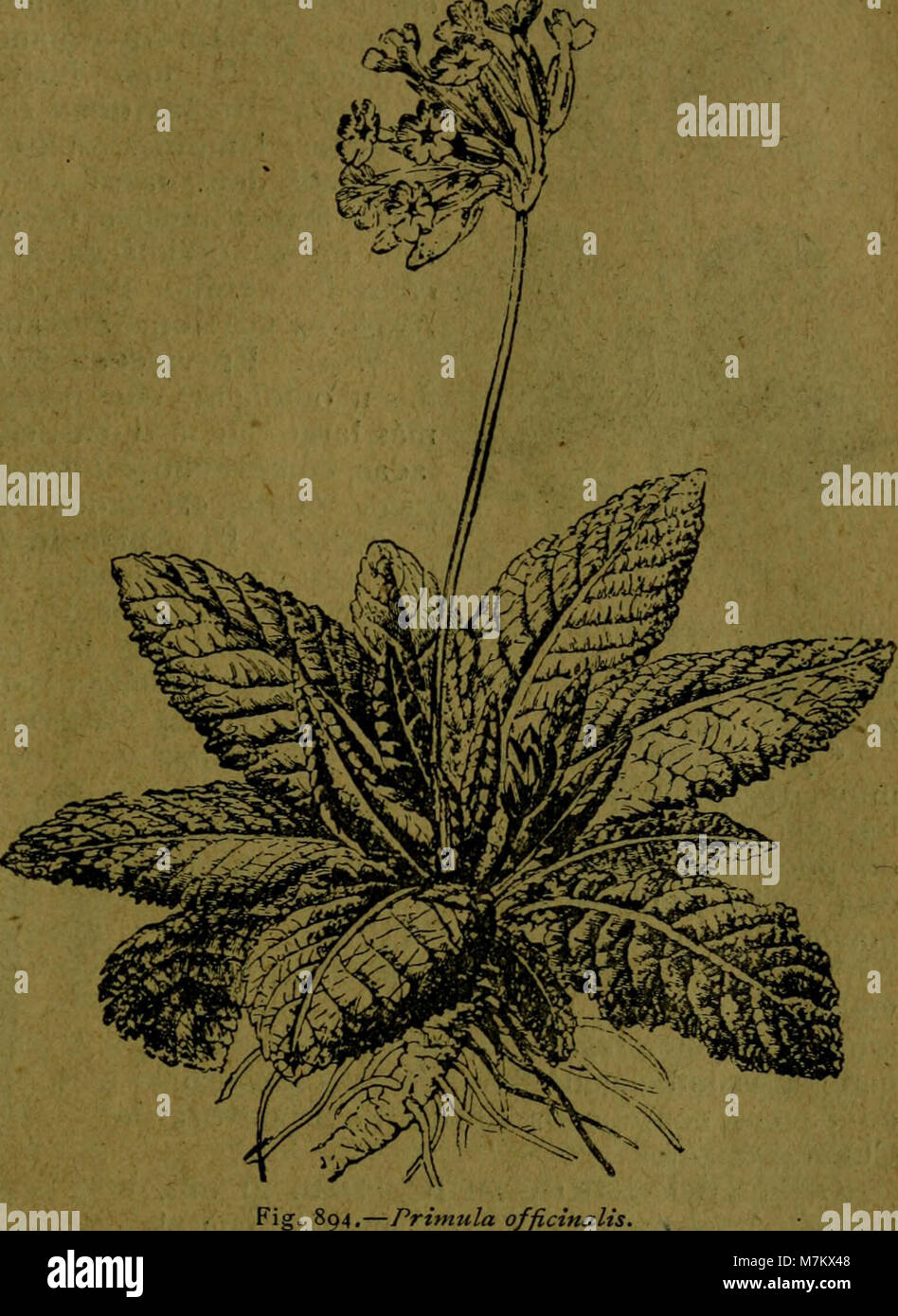 Botánica descriptiva. Compendio de la flora Española. Estudio de las Vulcanus que Viven espontáneamente en España y de las más frecuentemente cultivadas que Tienen aplicaciones De medicina, (20 0106 Stockfoto