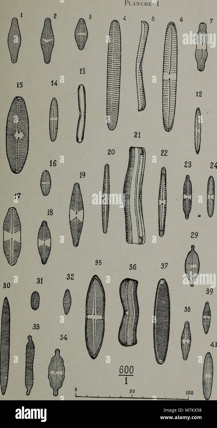 Botanique - Diatomées d'eau Douce et Diatomées d'Eau Salée (1921) (20213917360) Stockfoto