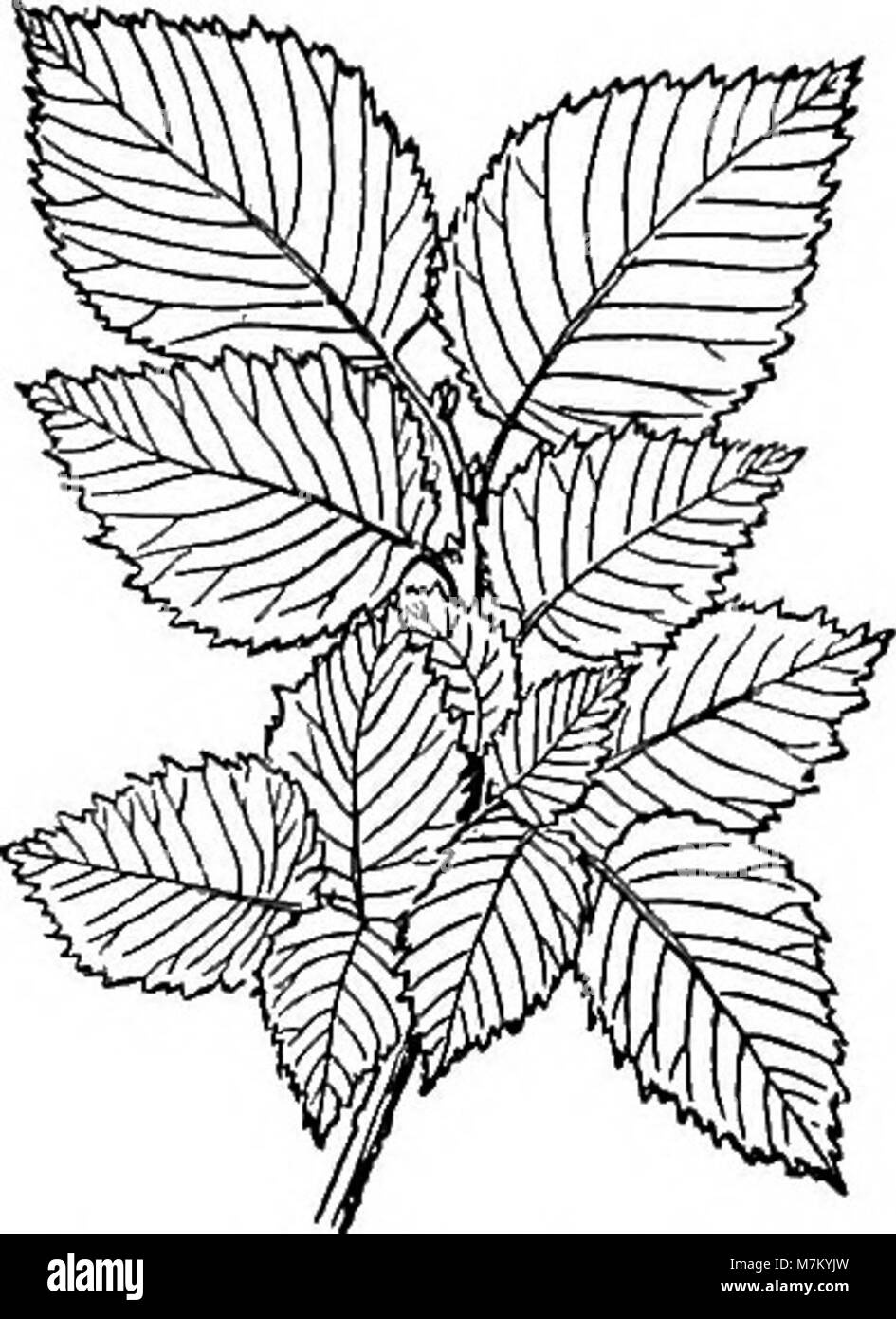 *Botanik All the Year Round*, veröffentlicht 1903, ist ein praktisches Lehrbuch für Schulen, das pädagogische Inhalte über Pflanzenstruktur, Klassifizierung und das Studium der Botanik während der Jahreszeiten bietet. Stockfoto