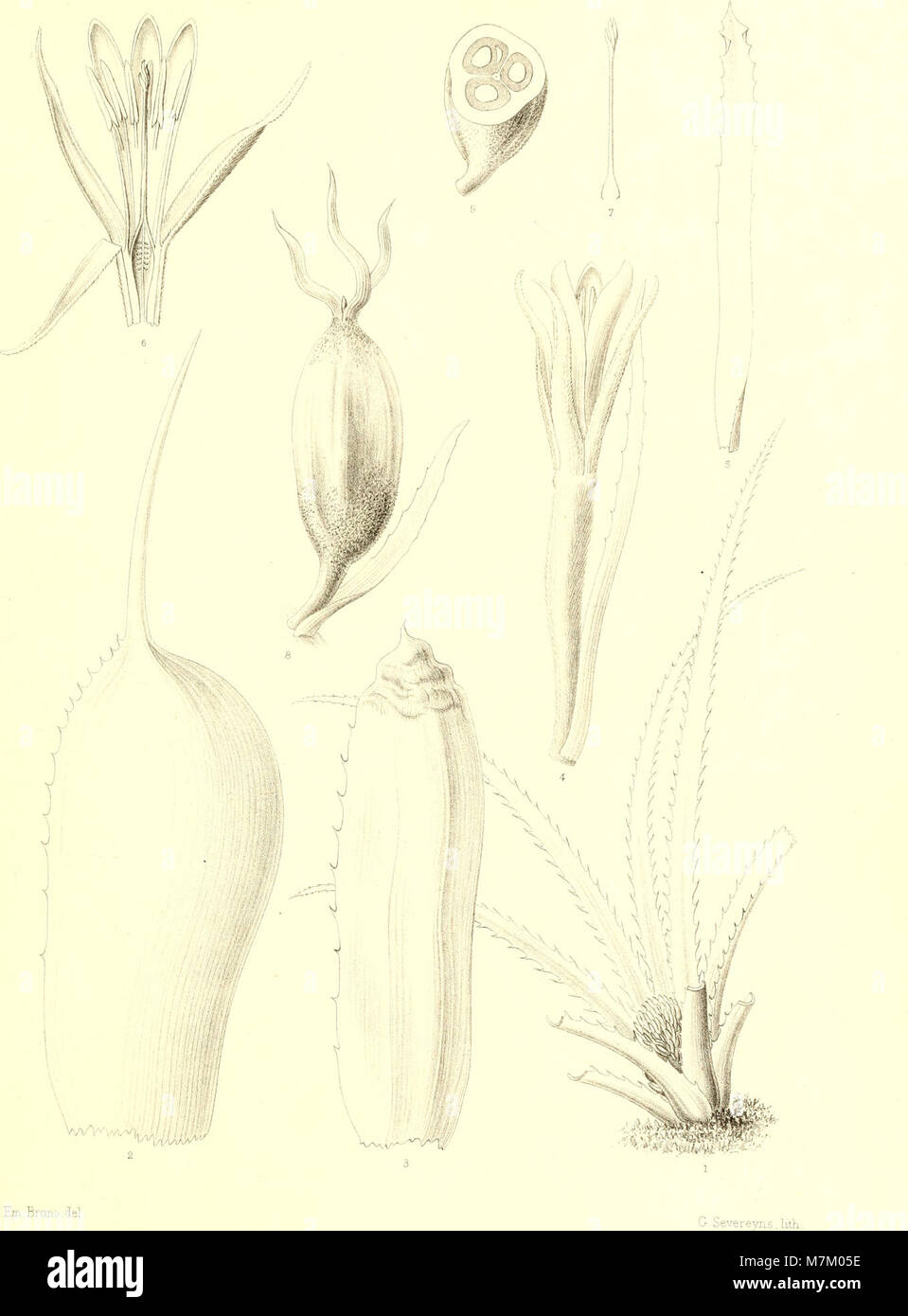 Bromeliaceae andreanae - Beschreibung et Histoire des broméliacées récoltées dans la Colombie, l'Ecuador et le Venezuela (1889) (19796544294) Stockfoto