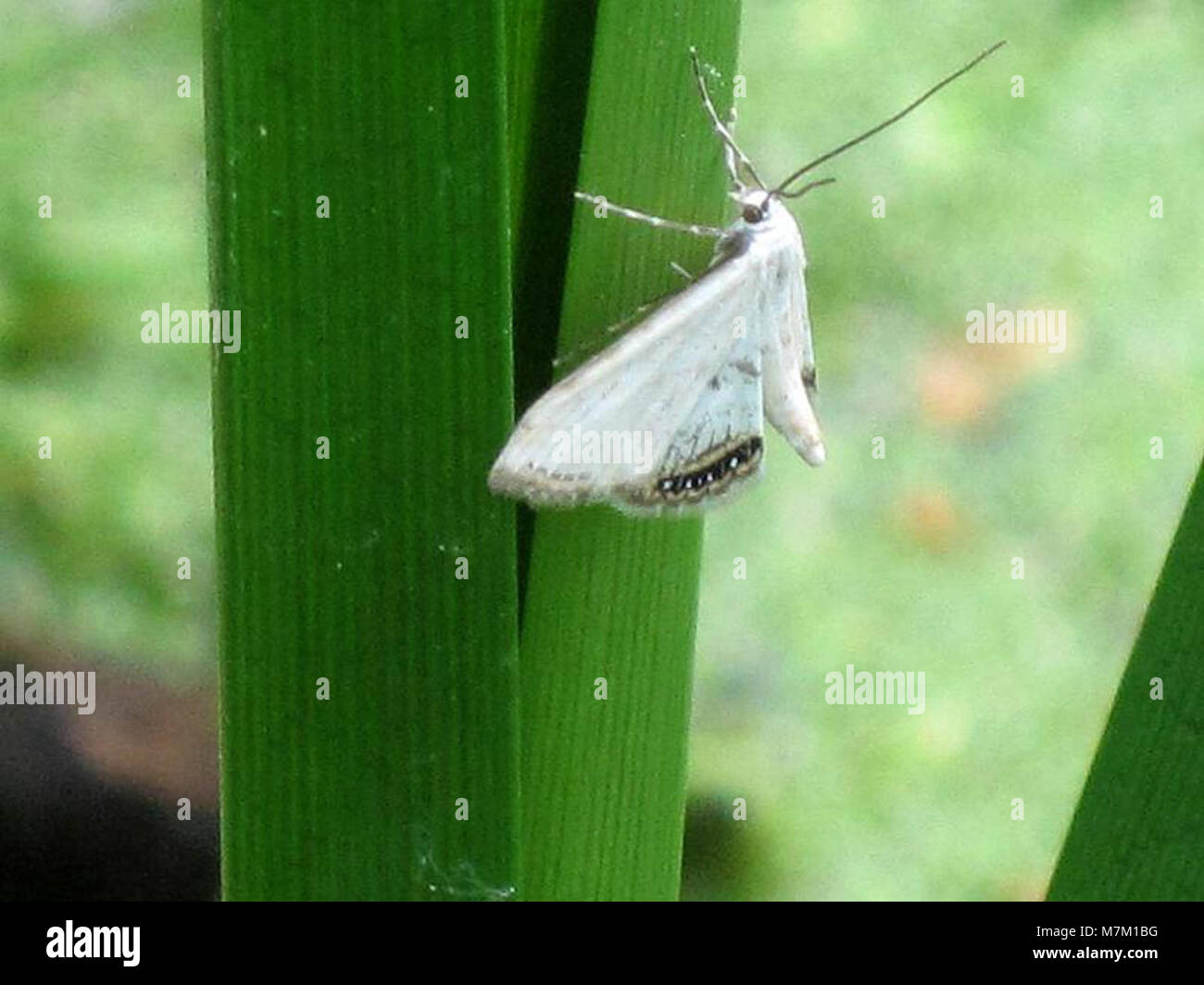 Cataclysta lemnata (kleine China Marke), Arnheim, Niederlande Stockfoto