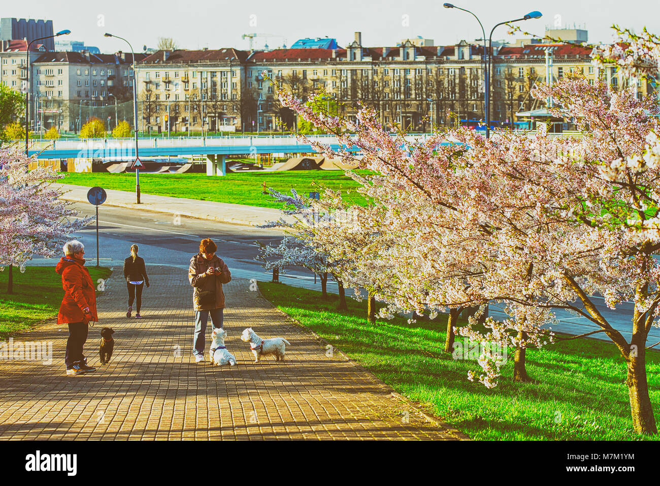 Vilnius, Litauen - 30. April 2016: Frauen Scottish Terrier bei Kirschbaum oder sakura Blumen Garten blühen, im Frühjahr Vilnius. Stockfoto