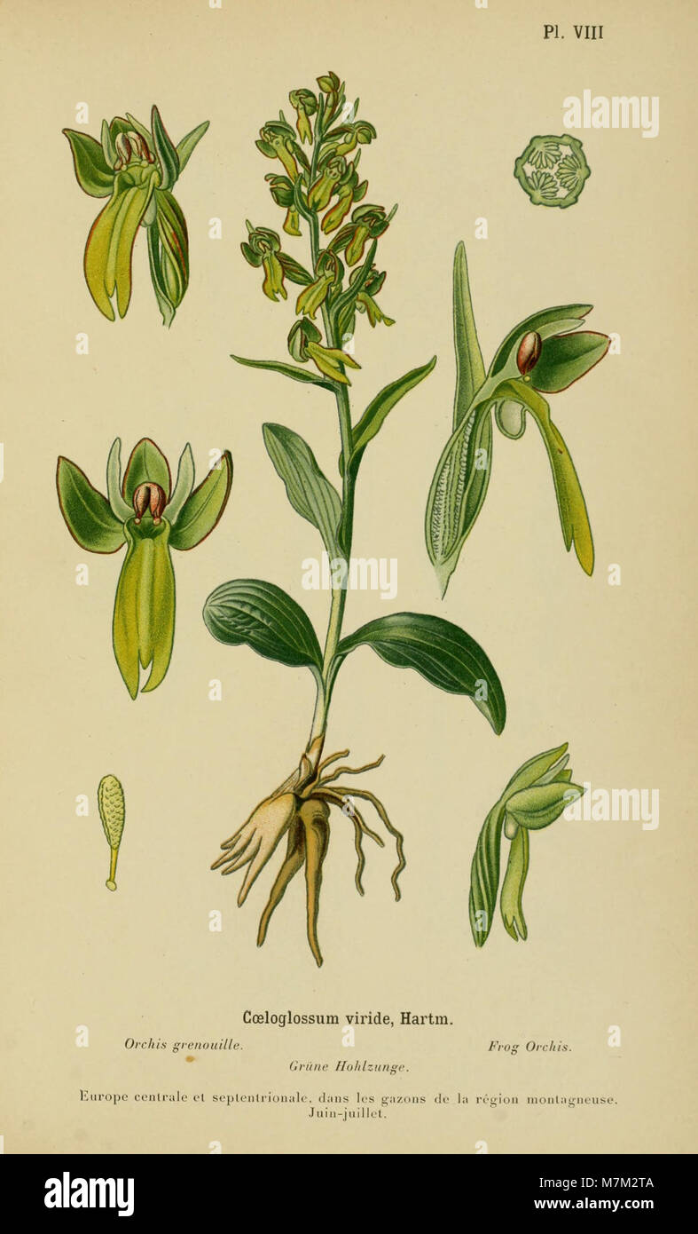 Eine Illustration aus dem Album des orchidées de l’Europe centrale et septentrionale (1899) mit detaillierten Zeichnungen von Orchideenarten aus Mittel- und Nordeuropa zur botanischen Referenz. Stockfoto