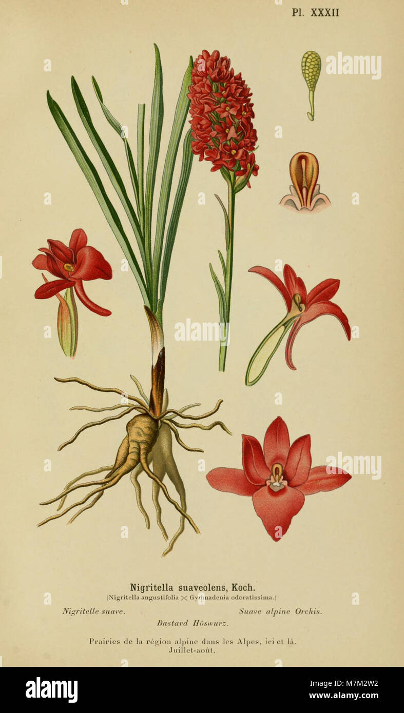 Das Album des orchidées de l’Europe centrale et septentrionale (1899) präsentiert illustrierte Platten von Orchideenarten aus Mittel- und Nordeuropa, die Morphologie und Verteilung für botanische Referenz beschreiben. Stockfoto