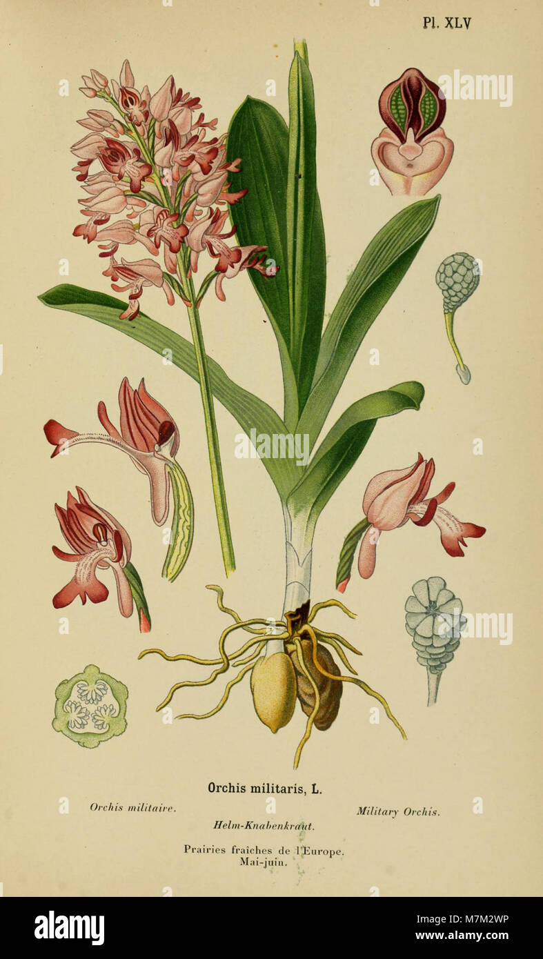 Ein botanisches Album aus dem 19. Jahrhundert, das Orchideenarten aus Mittel- und Nordeuropa illustriert und deren Morphologie, Lebensräume und botanische Klassifizierung hervorhebt. Stockfoto