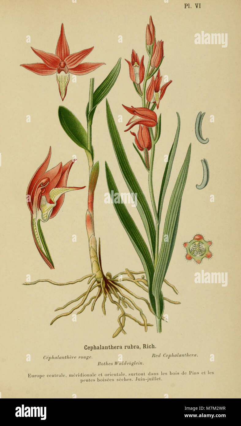 Eine botanische Illustration aus dem Album des orchidées de l’Europe centrale et septentrionale aus dem Jahr 1899, die mehrere in Mittel- und Nordeuropa heimische Orchideenarten mit detaillierten floralen Merkmalen darstellt. Stockfoto