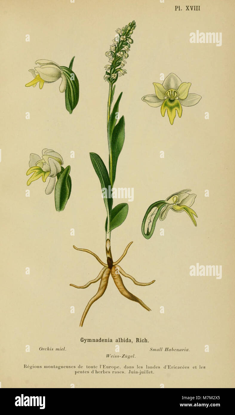 Eine botanische Illustration aus dem Album des orchidées de l’Europe centrale et septentrionale (1899), in dem Orchideenarten aus Mittel- und Nordeuropa mit Schwerpunkt auf ihrer Morphologie und Blumenanatomie dargestellt werden. Stockfoto