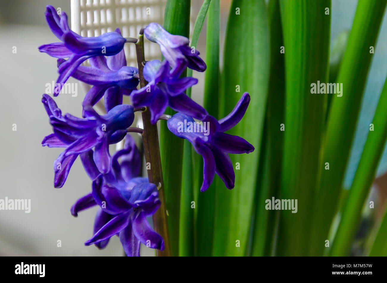 Spring Flower, blaue Hyazinthe Blüte mit grünen Blättern, Zavet, Bulgarien Stockfoto