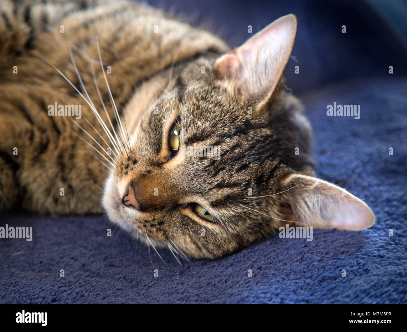 Tabby Katze mit Augen halb geschlossen, ruht auf einem blauen Brief. Stockfoto