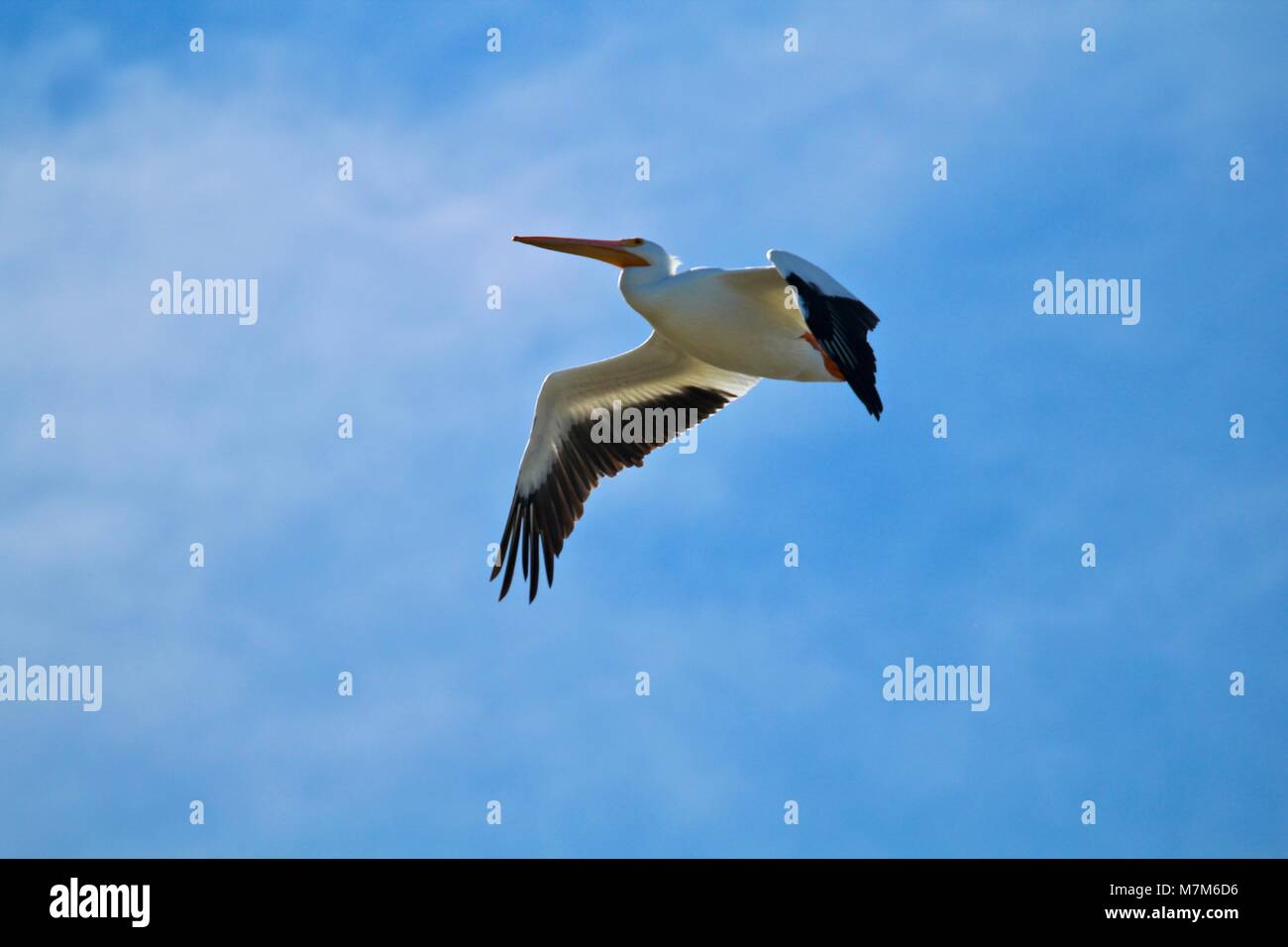 American White Pelican im Flug mit Blue Sky Stockfoto