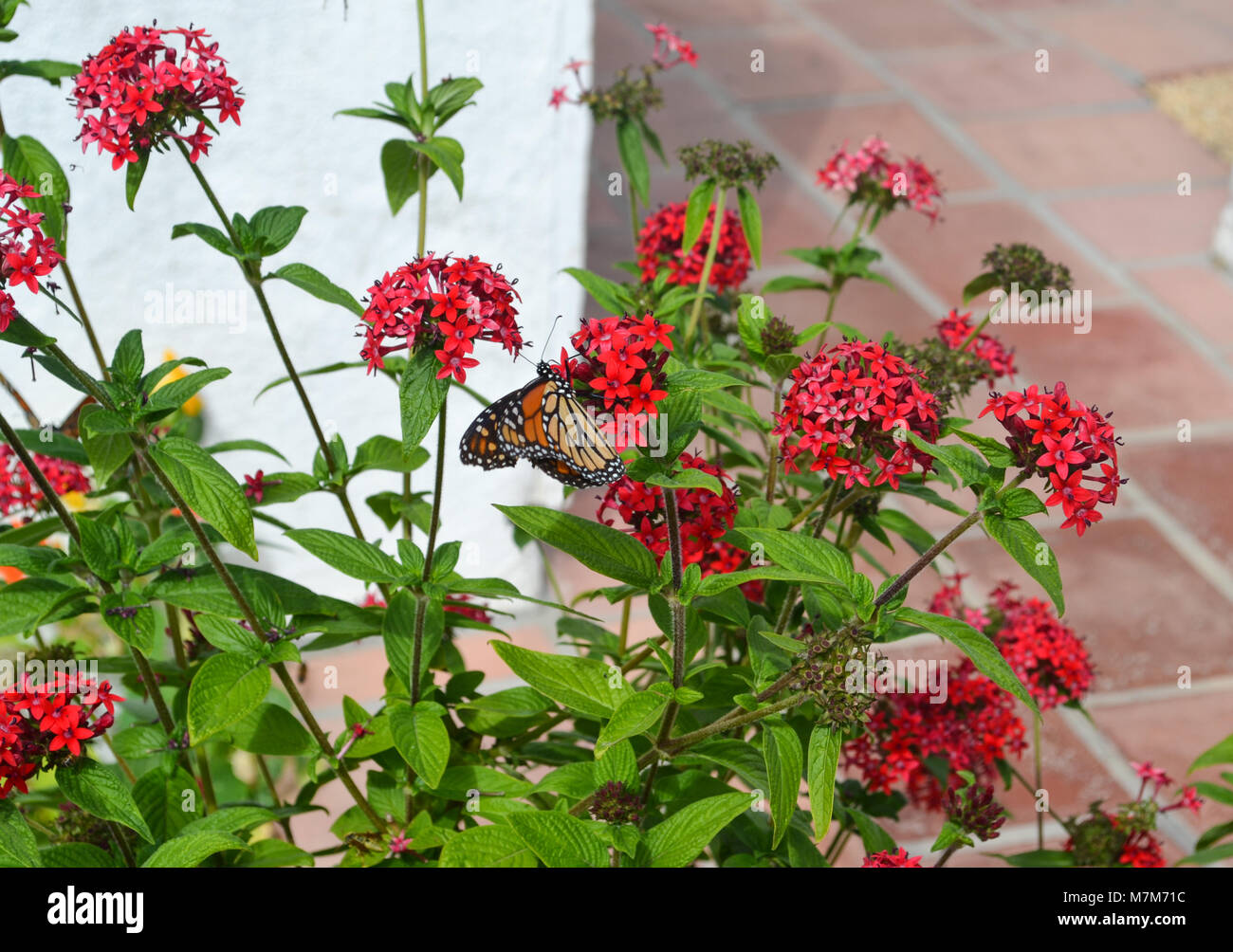 Ein monarch butterfly Tänze auf dem roten Blüten in den Wohnungen Terrasse Garten Stockfoto