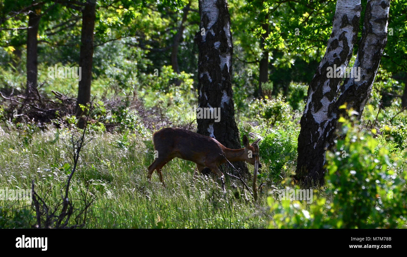 Rehe im Wald mit dappled Sonnenlicht und Pflanzen Stockfoto