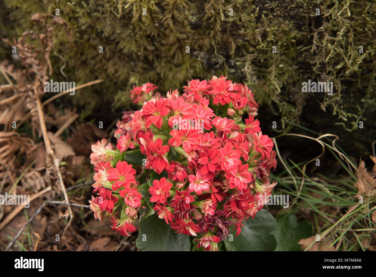 Rote Blumen Stockfoto