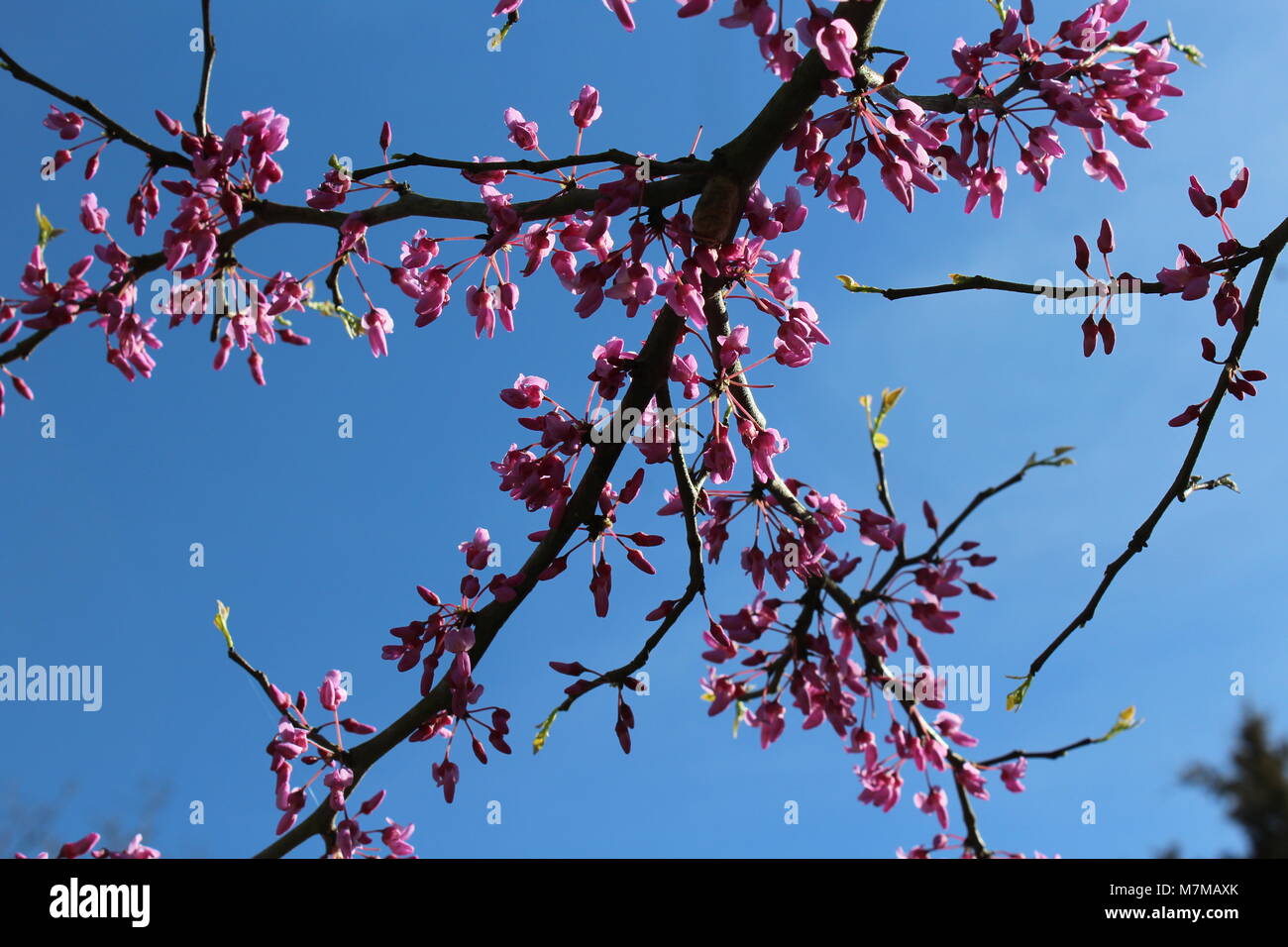 Östliche Redbud Baumglied Stockfoto