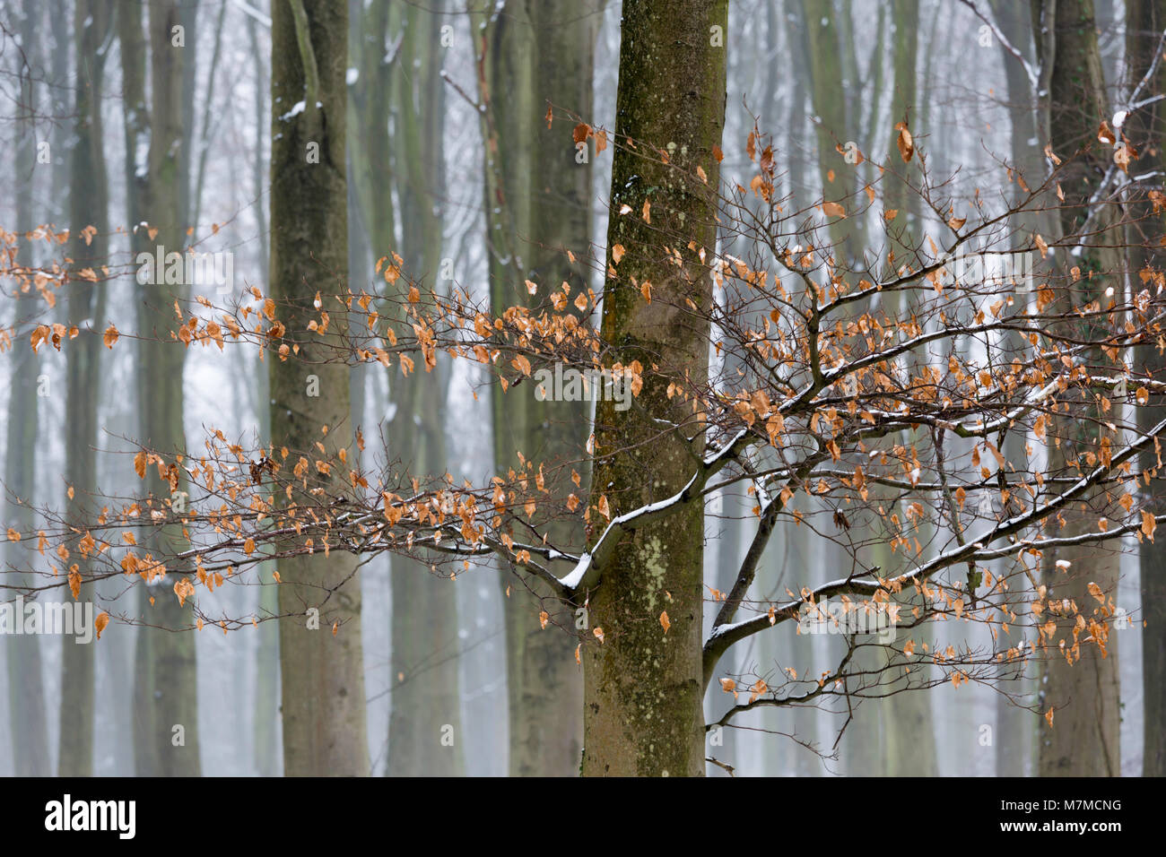 Buche im King's Holz, Challock, Kent im Schnee Stockfoto