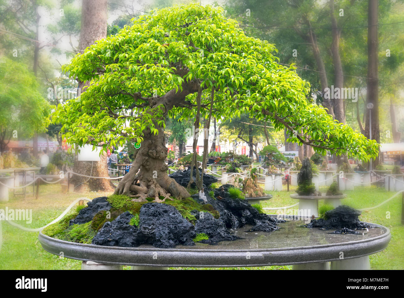 Grüne Bonsai Baum im Topf oder Fach werk in Gestalt der Stammzellen ist so geformt, dass Handwerker schöne Kunst in der Natur erstellen Stockfoto