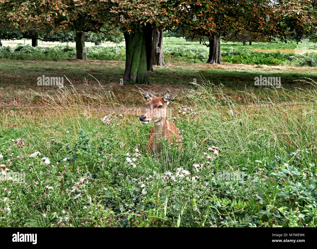 Junge Rehe im Richmond Park, Spätsommer Stockfoto