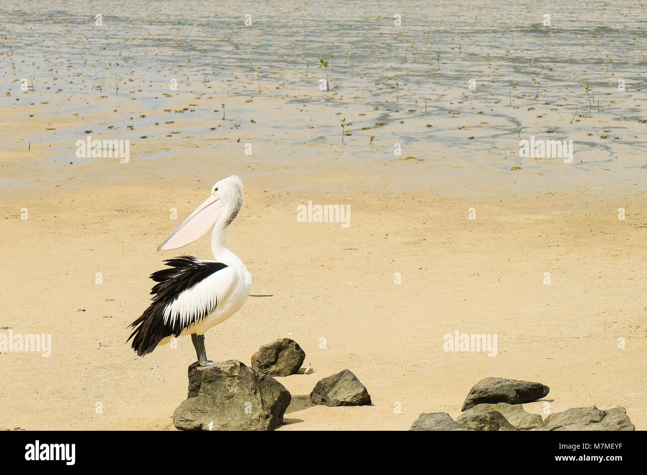 Cairns Stockfoto