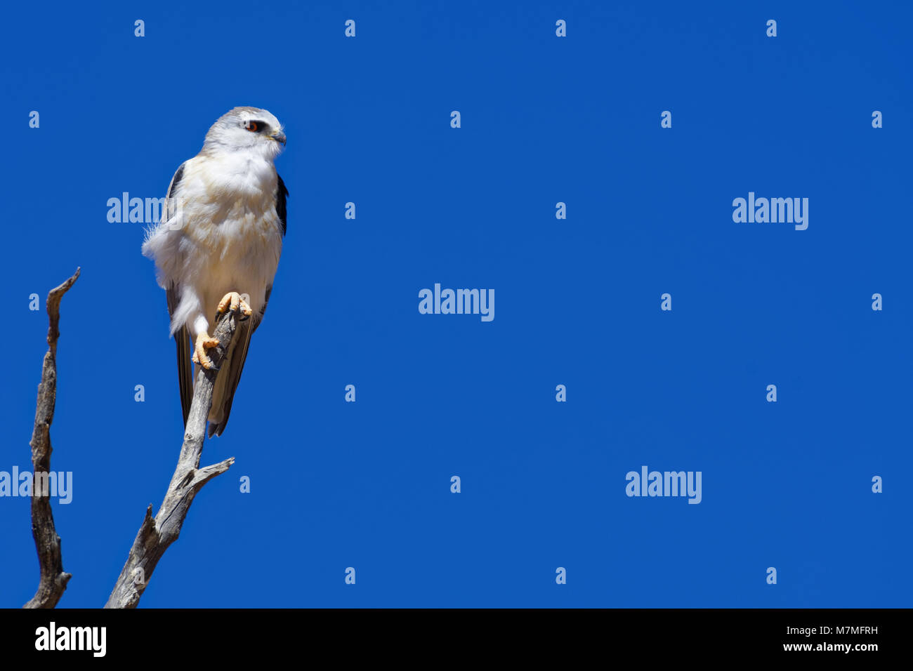 Black-winged Kite (Elanus caeruleus) auf einem toten Baum gehockt, vor blauem Himmel, Kgalagadi Transfrontier Park, Northern Cape, Südafrika Stockfoto