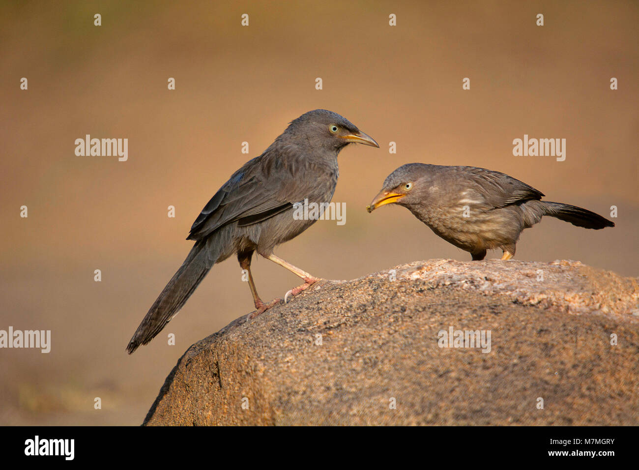 Dschungel Schwätzer Turdoides striatus, Karnataka, Indien Stockfoto