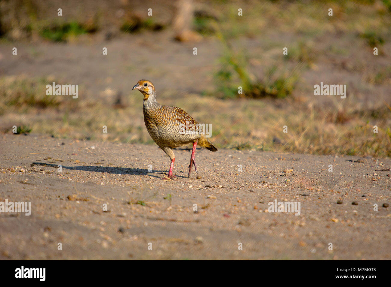 Lackiert, Spurfowl Galloperdix lunulata, Hampi, Karnataka, Indien Stockfoto