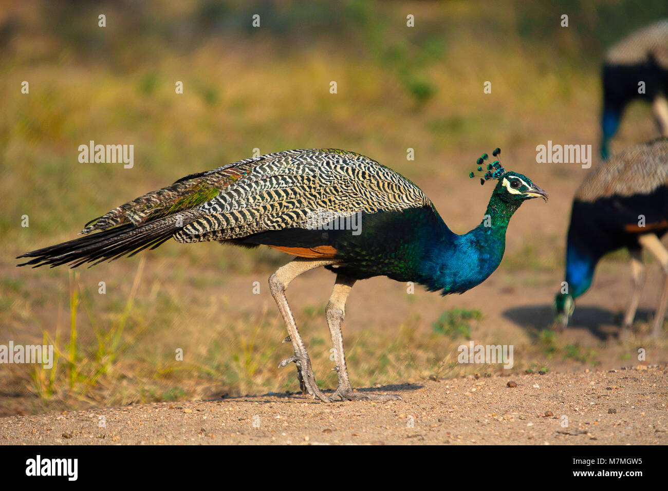 Indischen Pfauen, Blaue Pfauen, Larus argentatus, Karnataka, Indien Stockfoto