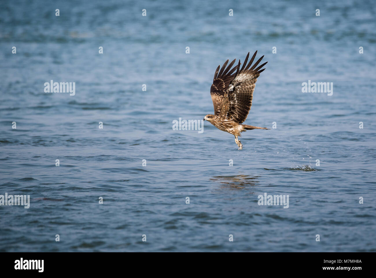Ein schwarzer Milan (MILVUS MIGRANS) Vogel weg fliegen mit einem großen Squid es gerade aus dem Meer gefangen Stockfoto