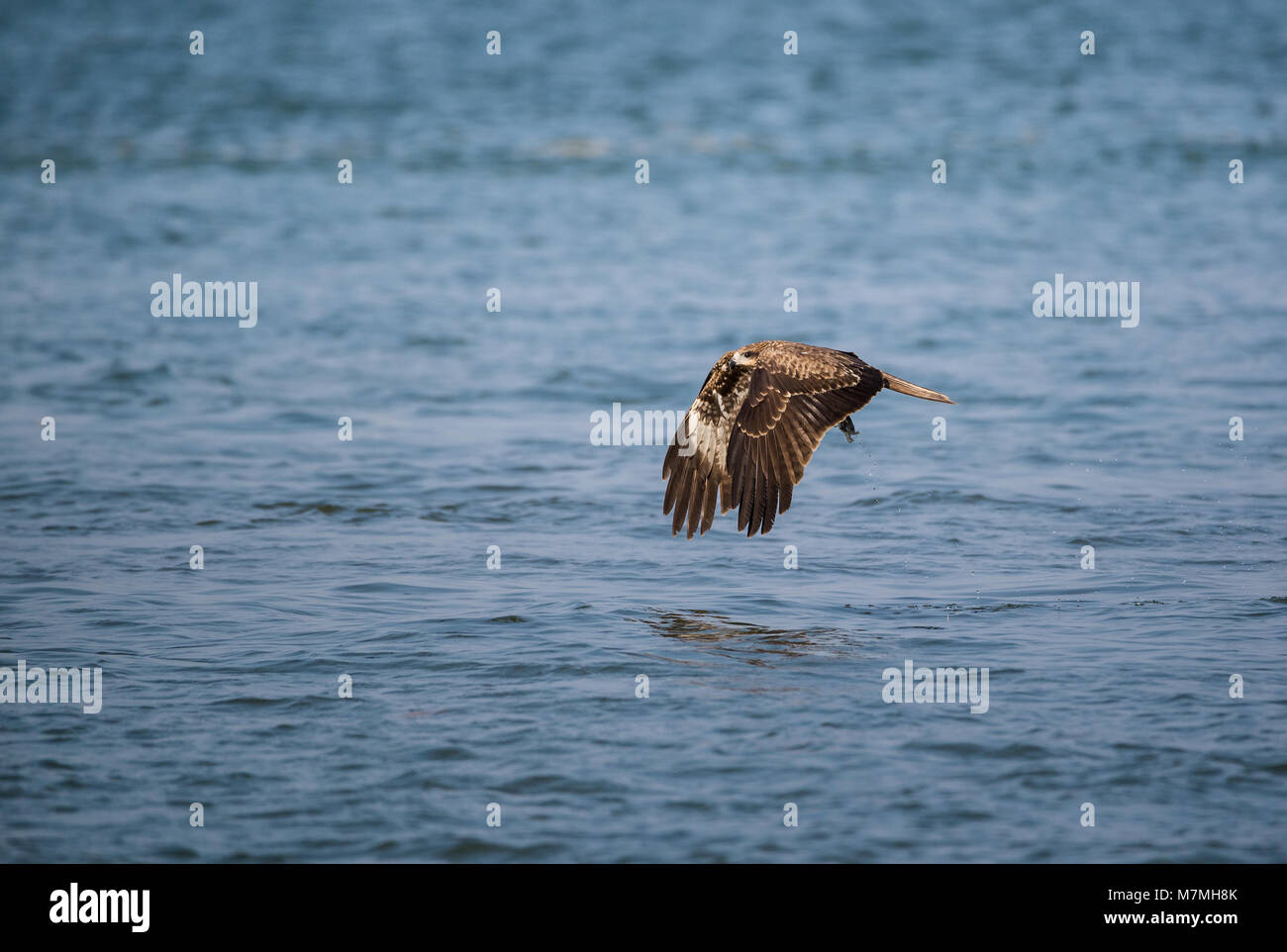 Ein schwarzer Milan (MILVUS MIGRANS) Vogel weg fliegen mit einem großen Squid es gerade aus dem Meer gefangen Stockfoto