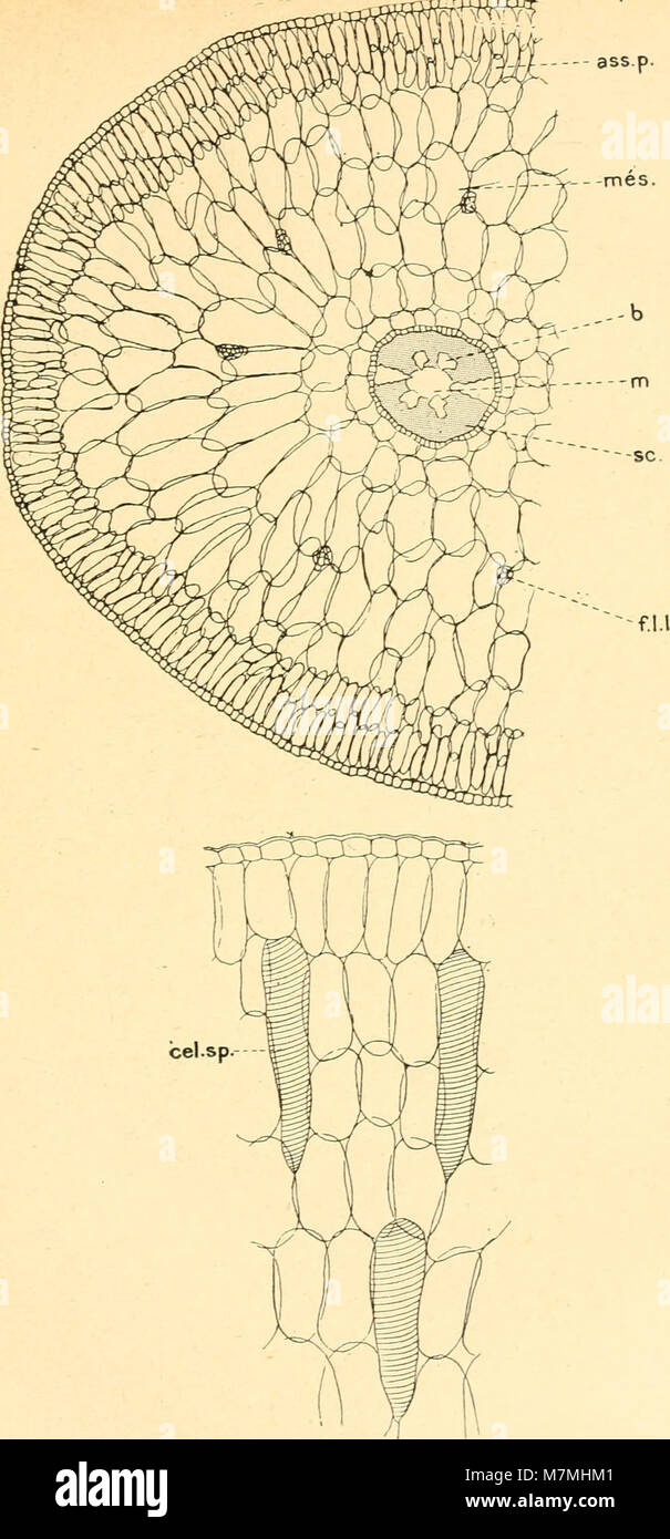 Anatomie comparée de La Feuille des chénopodiacées (1906) (17547957404) Stockfoto