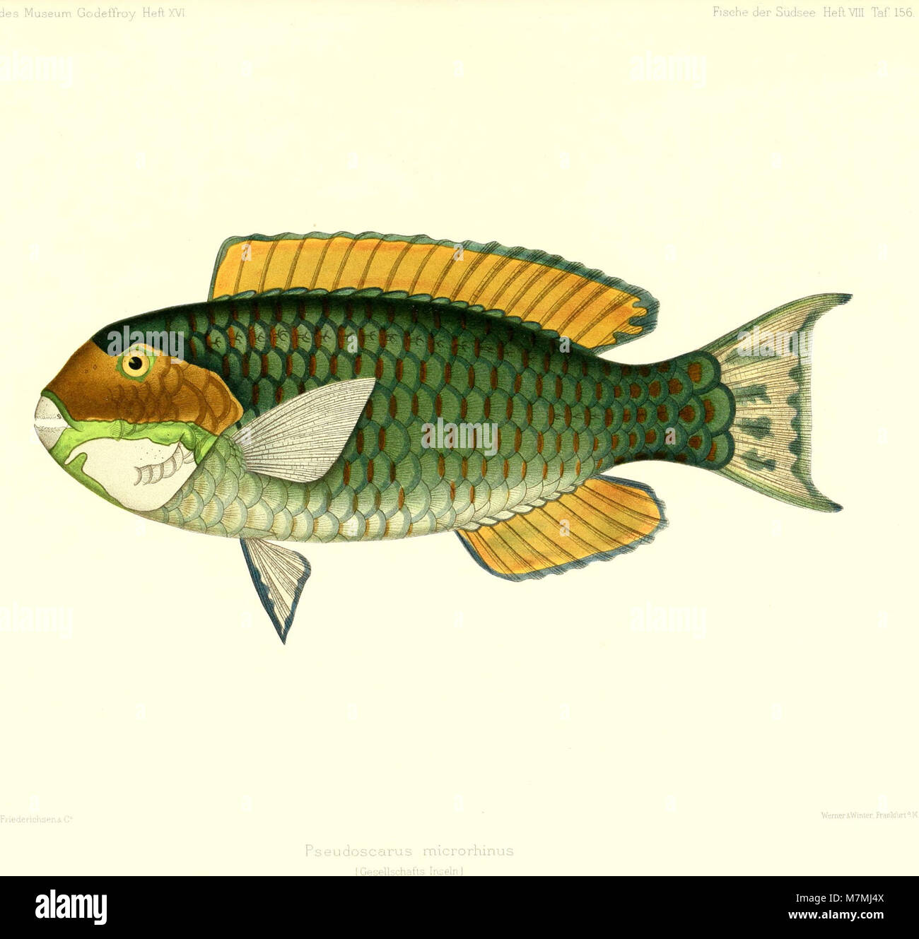 Andrew Garrett's Fische der Südsee (1909) (18195339825) Stockfoto