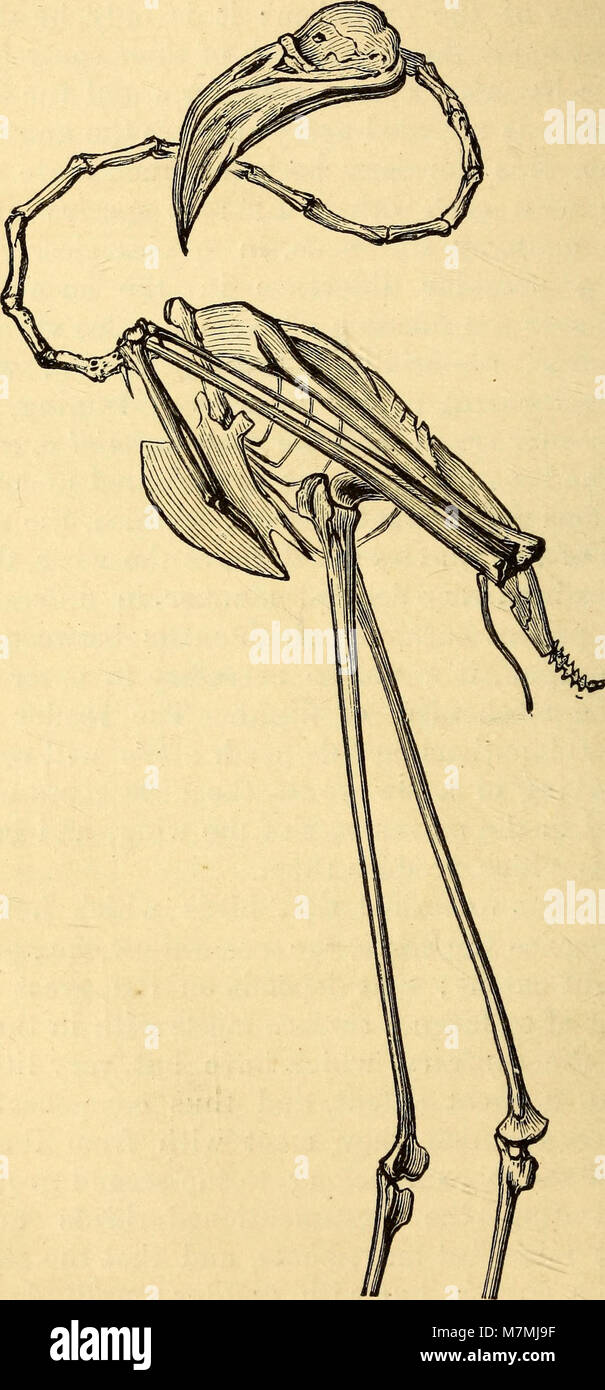 Tier Mechanismus - eine Abhandlung auf terrestrische und aërial Fortbewegung (1874) (17575315964) Stockfoto