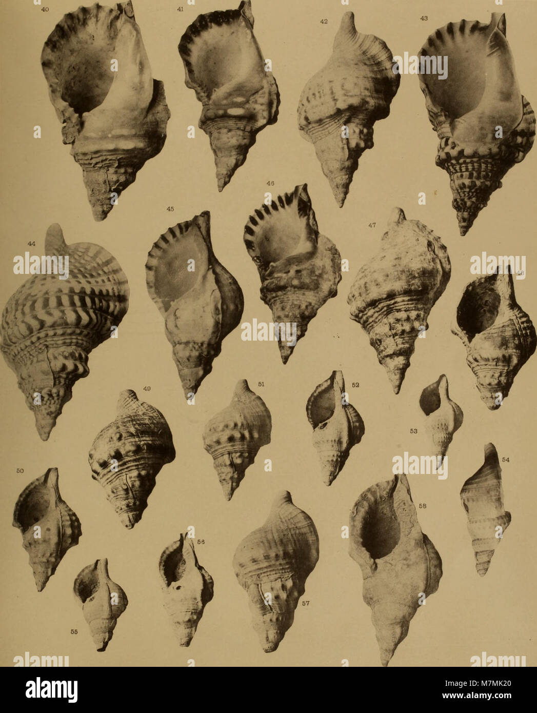 Annales de géologie et de Paléontologie (1893) (18014815769) Stockfoto