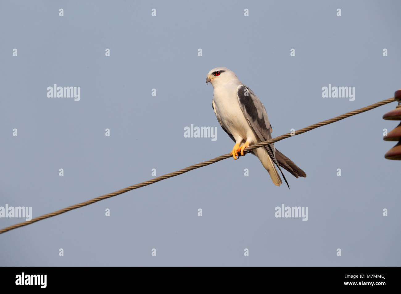 Eine schöne nach Black-winged Kite (Elanus caeruleus) auf einem Draht im Norden Indiens gehockt Stockfoto