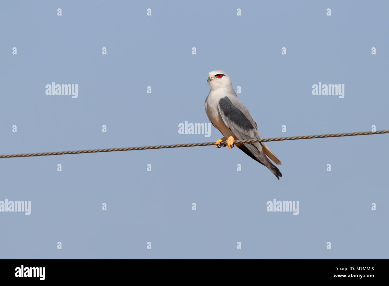 Eine schöne nach Black-winged Kite (Elanus caeruleus) auf einem Draht im Norden Indiens gehockt Stockfoto