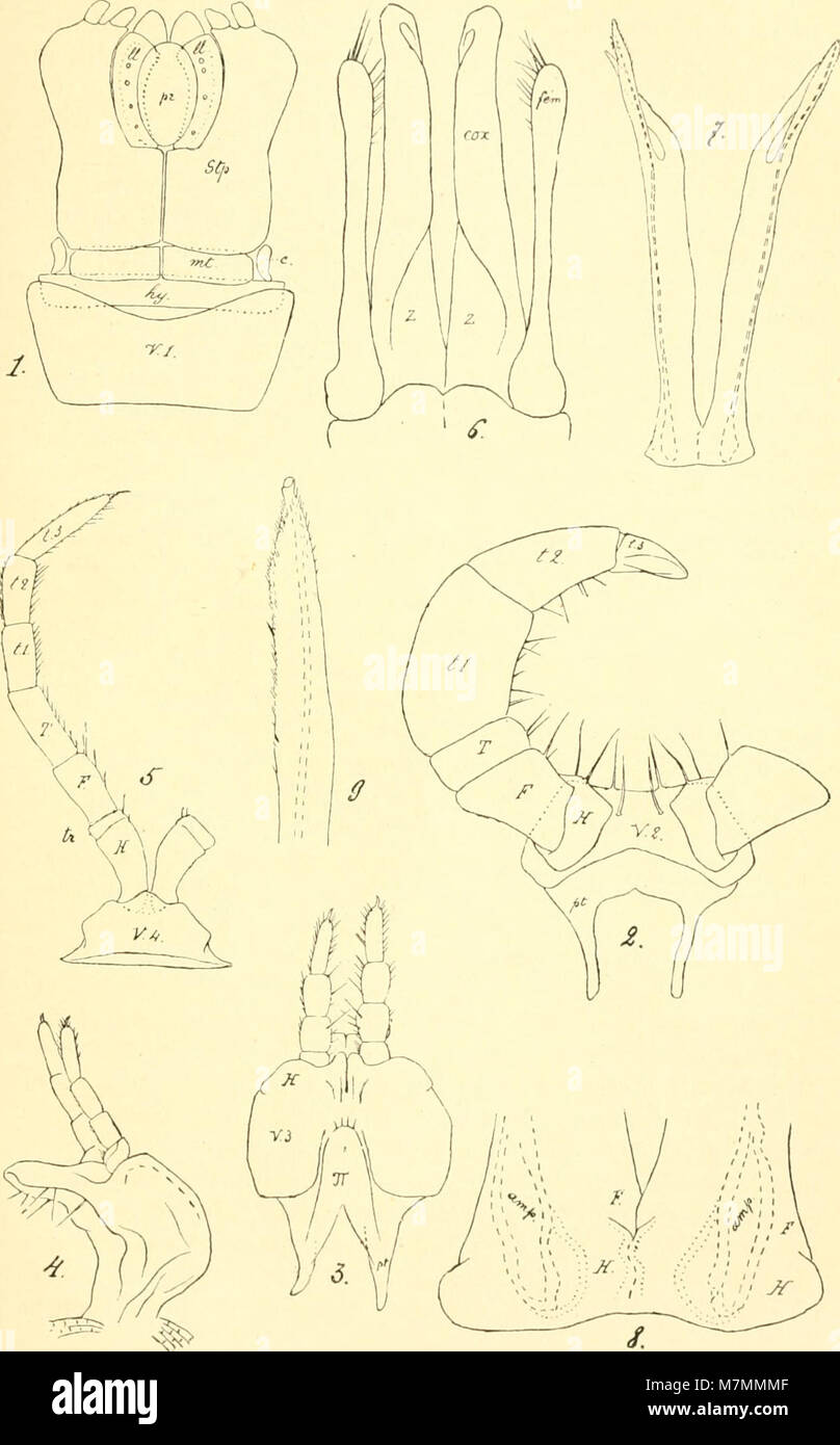 Annales de la Société entomologique de France (1902) (18200338542) Stockfoto