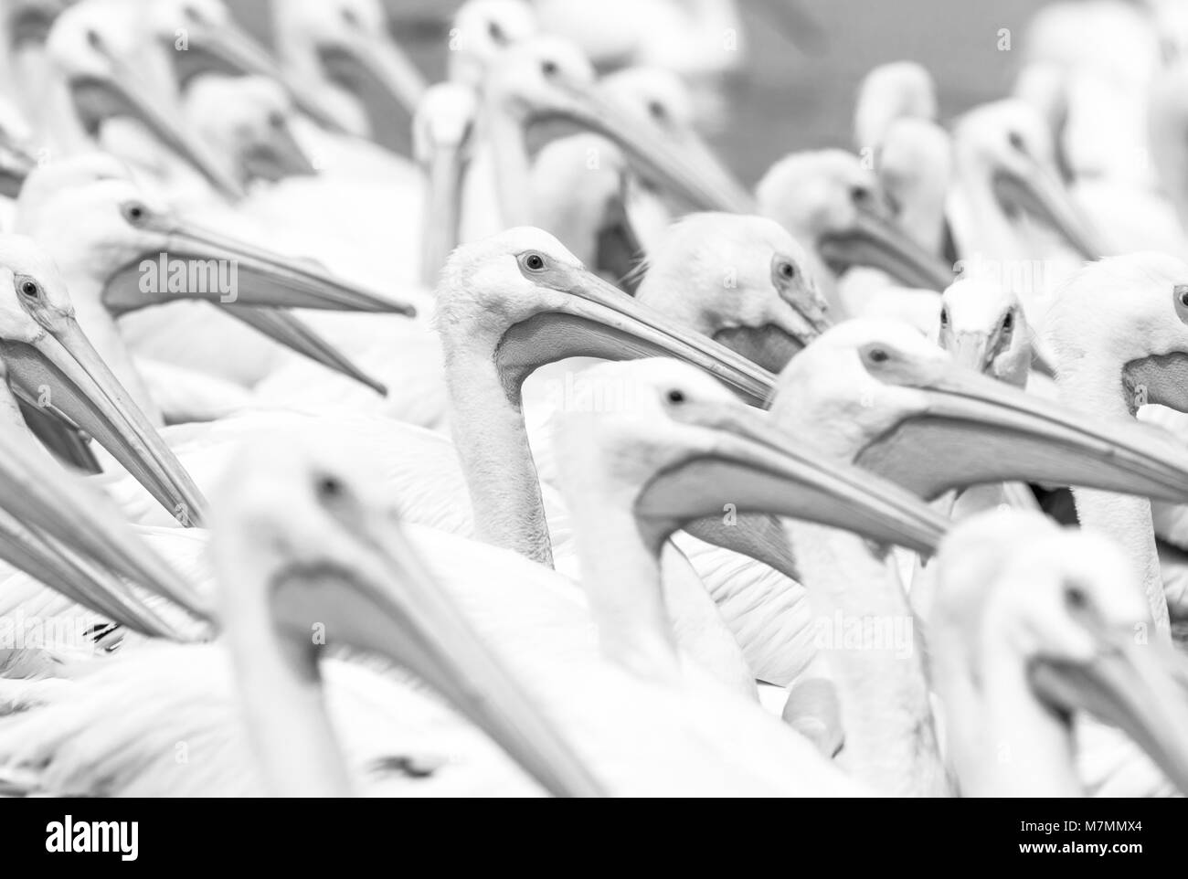 Amerikanische weiße Pelikane (Pelecanus erythrorhynchos) Blick nach rechts Stockfoto