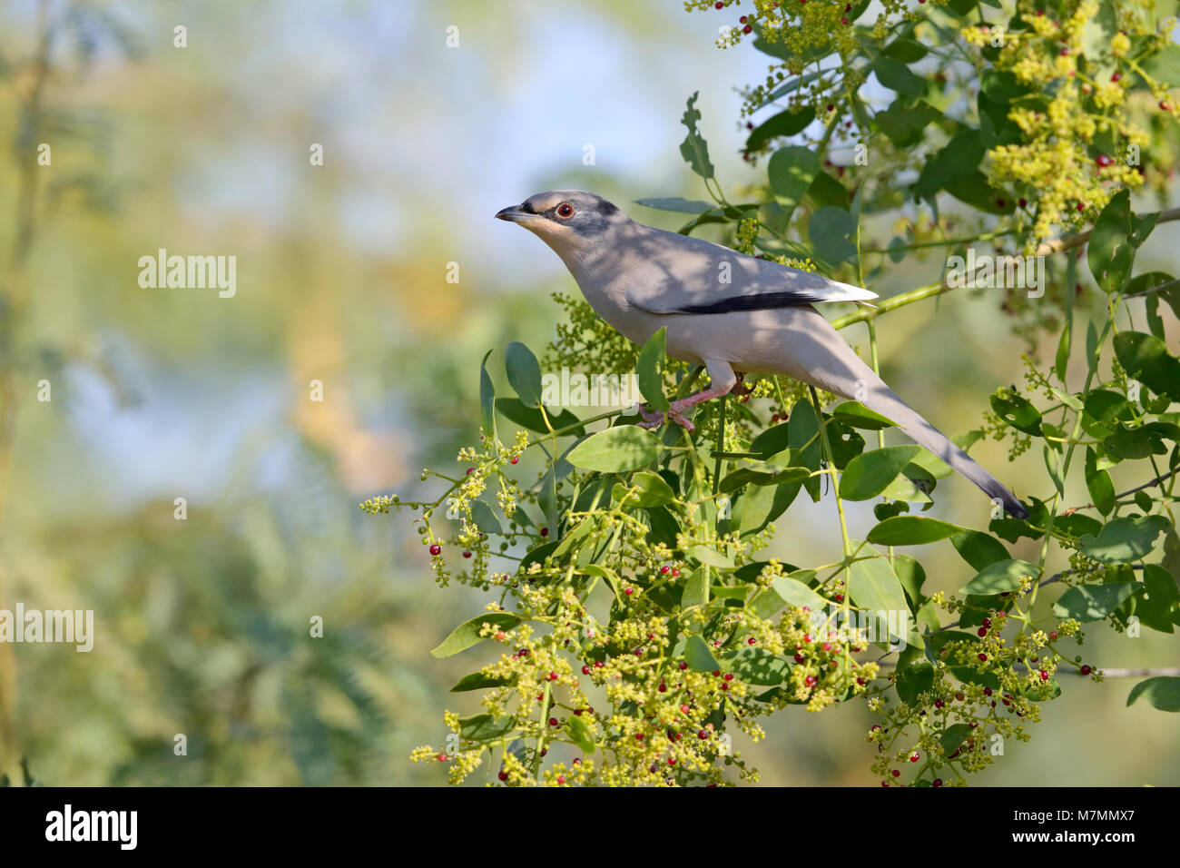 Ein erwachsenes Männchen (Hypocolius ampelinus Grey Hypocolius) Fütterung auf einen fruchtkörper Baum in der Region Kutch von Gujarat, Indien. Stockfoto