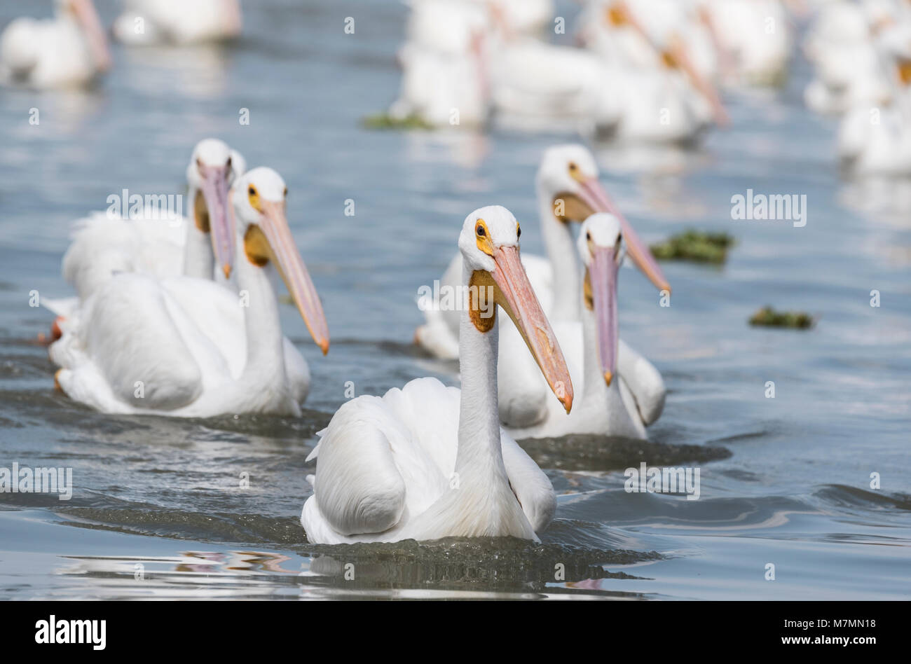 Schwimmen amerikanische weiße Pelikane (Pelecanus erythrorhynchos) Stockfoto