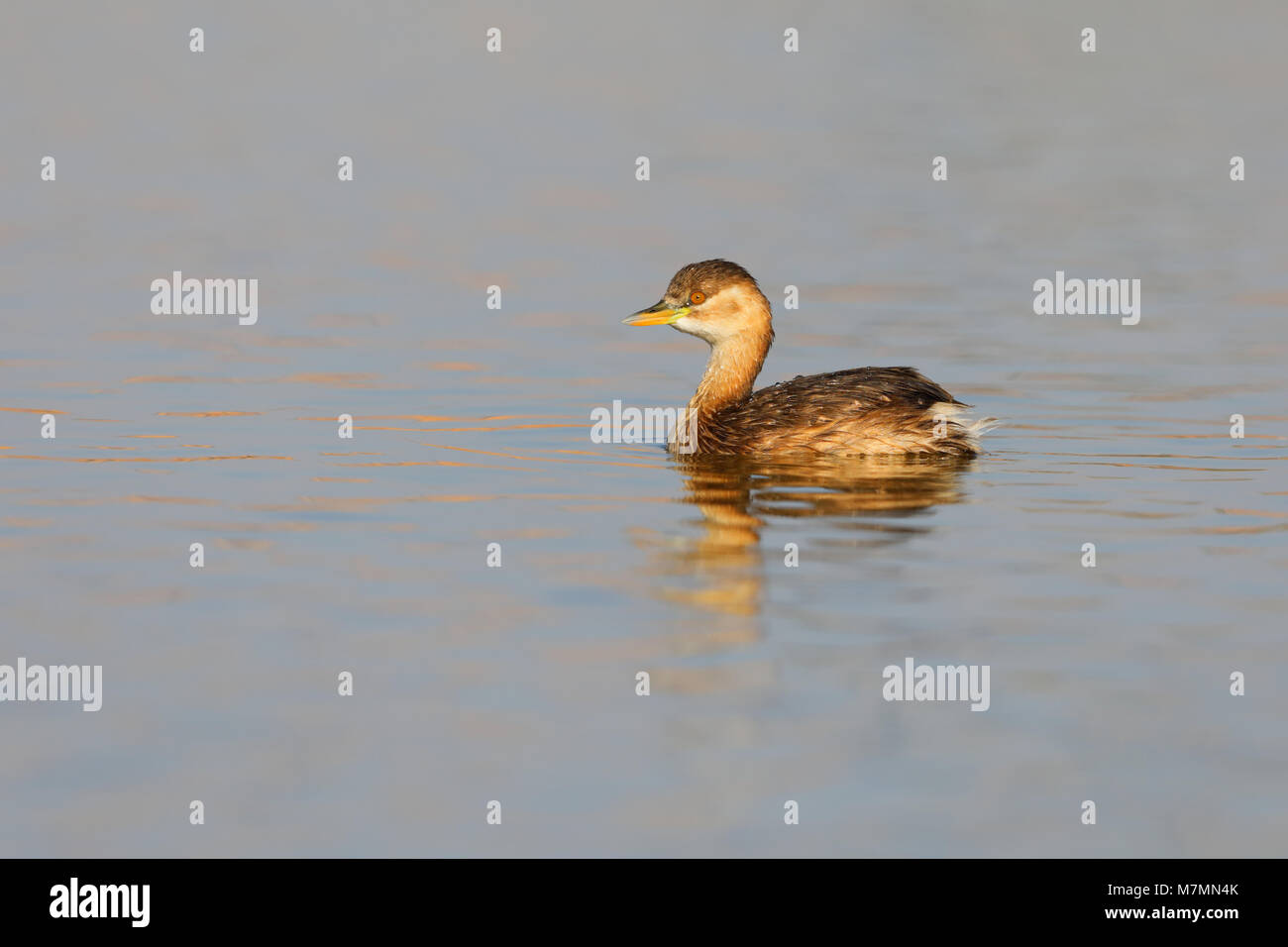 Ein nicht-Zucht Gefieder Zwergtaucher (Tachybaptus ruficollis capensis) auf einen Pool in Rajasthan, Indien Stockfoto