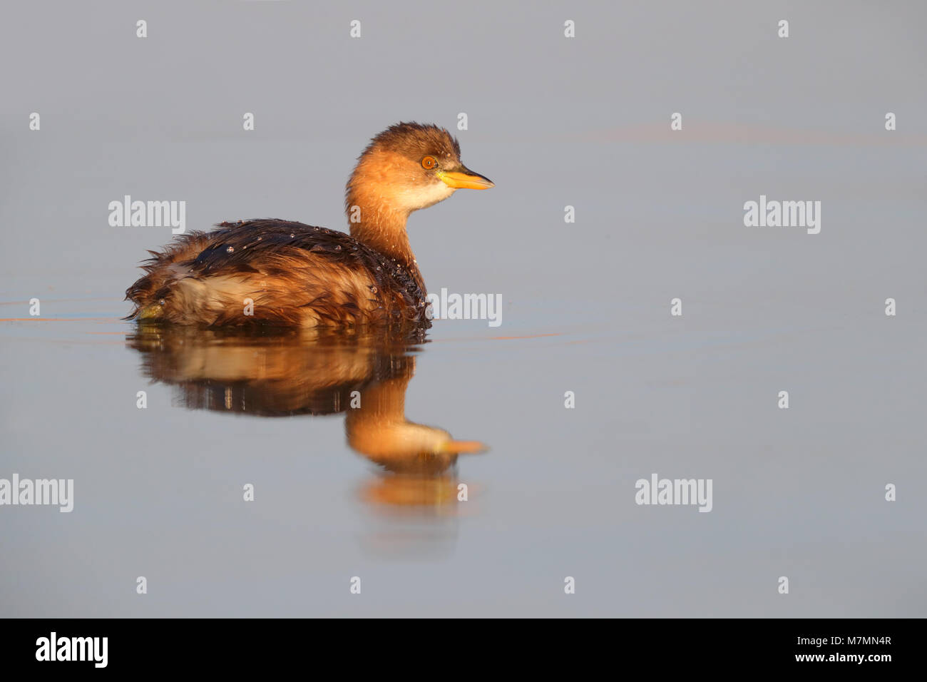 Ein nicht-Zucht Gefieder Zwergtaucher (Tachybaptus ruficollis capensis) auf einen Pool in Rajasthan, Indien Stockfoto