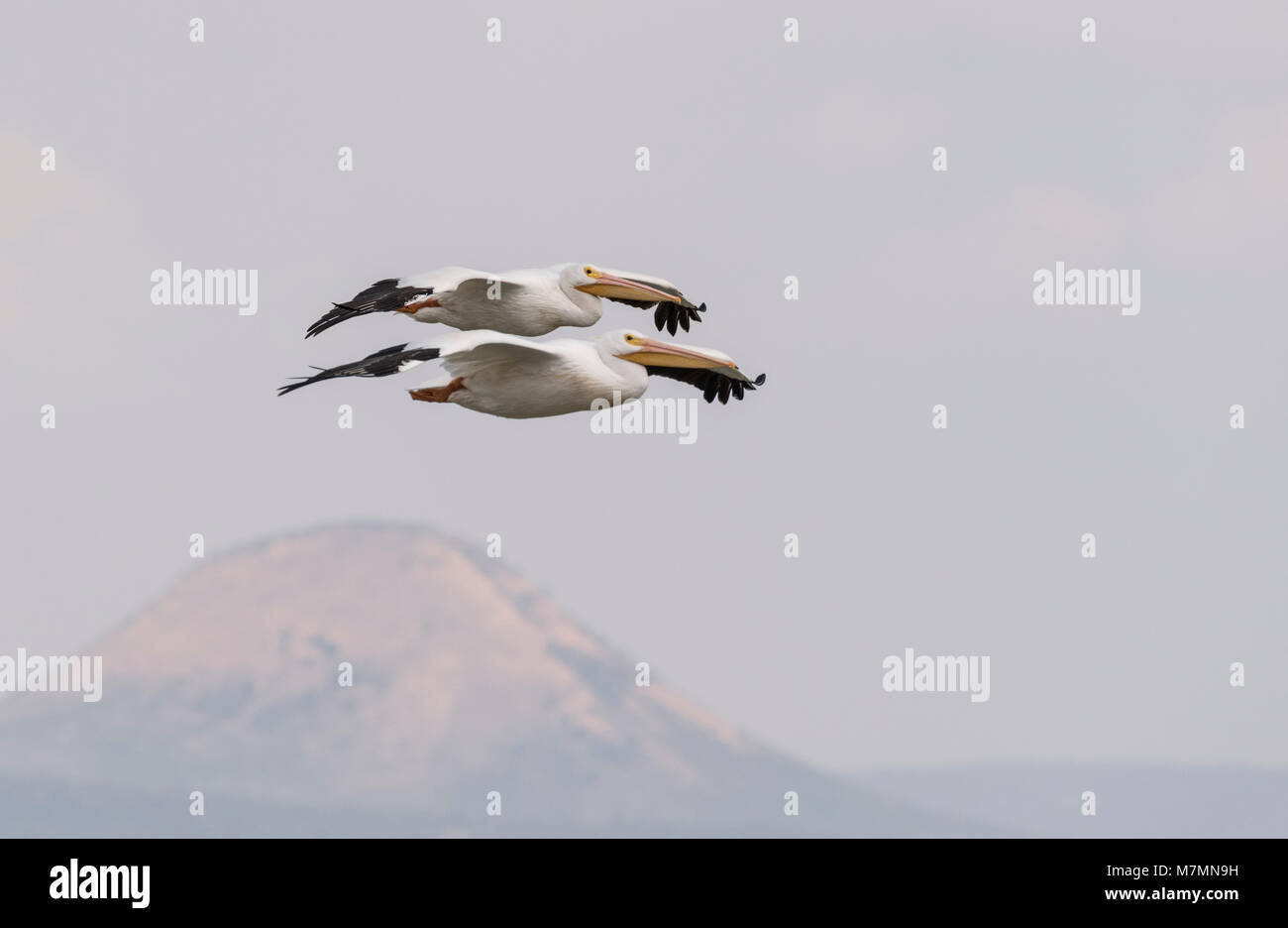 Zwei fliegenden amerikanischen weiße Pelikane (Pelecanus erythrorhynchos) Stockfoto