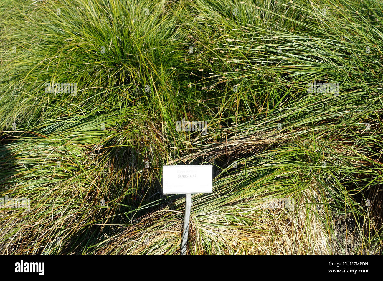 Carex arenaria - Bergianska trädgården - Stockholm, Schweden - DSC00545 Stockfoto