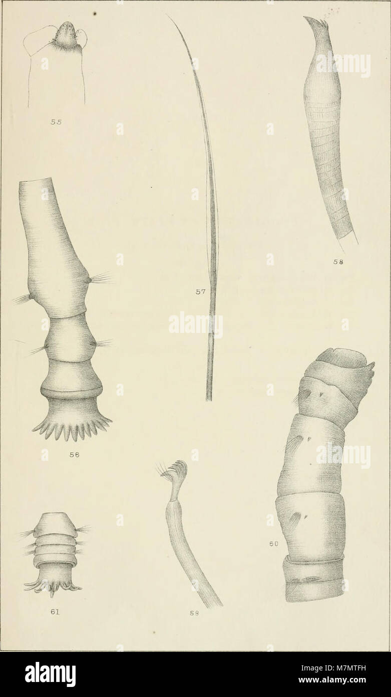Jahresbericht des Kuratoriums der Staatlichen Museum für Naturkunde für das Jahr.." (1886-1889) (19342085516) Stockfoto