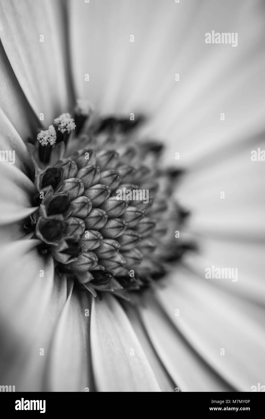 Nahaufnahme des bunten osteospermum Blume oder Cape Daisy, Schwarz und Weiß. Stockfoto